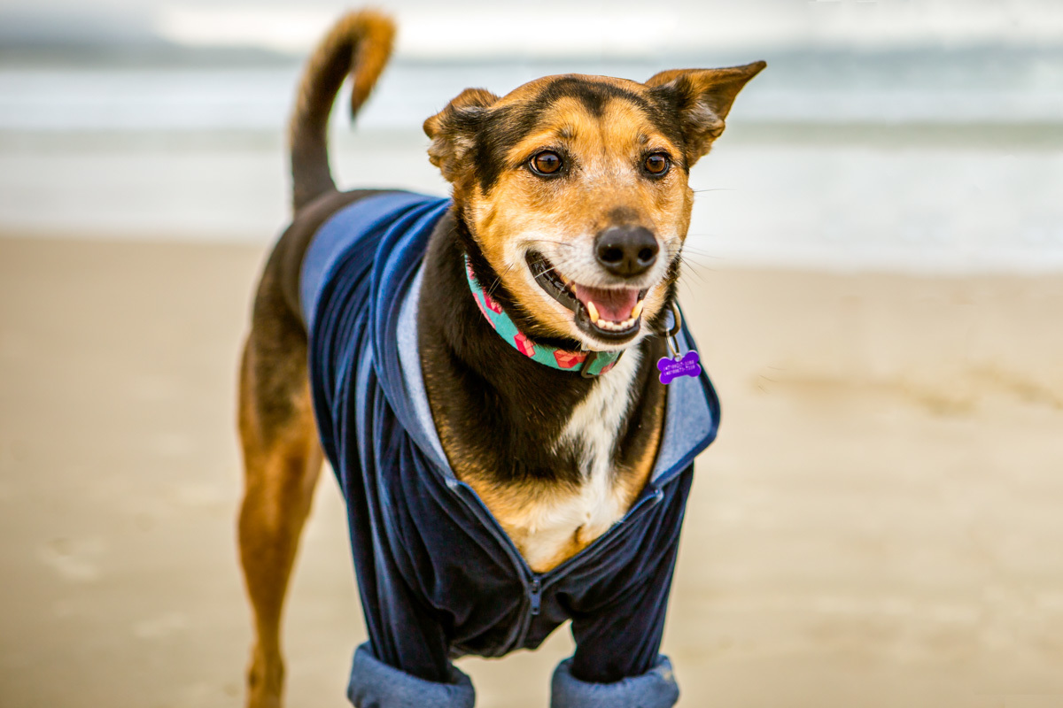 Cachorra na praia