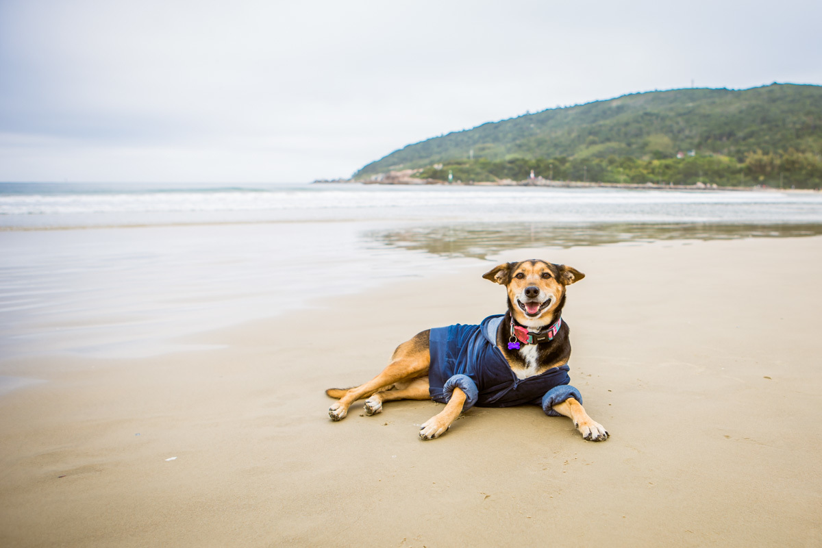 Cachorra deitada na praia