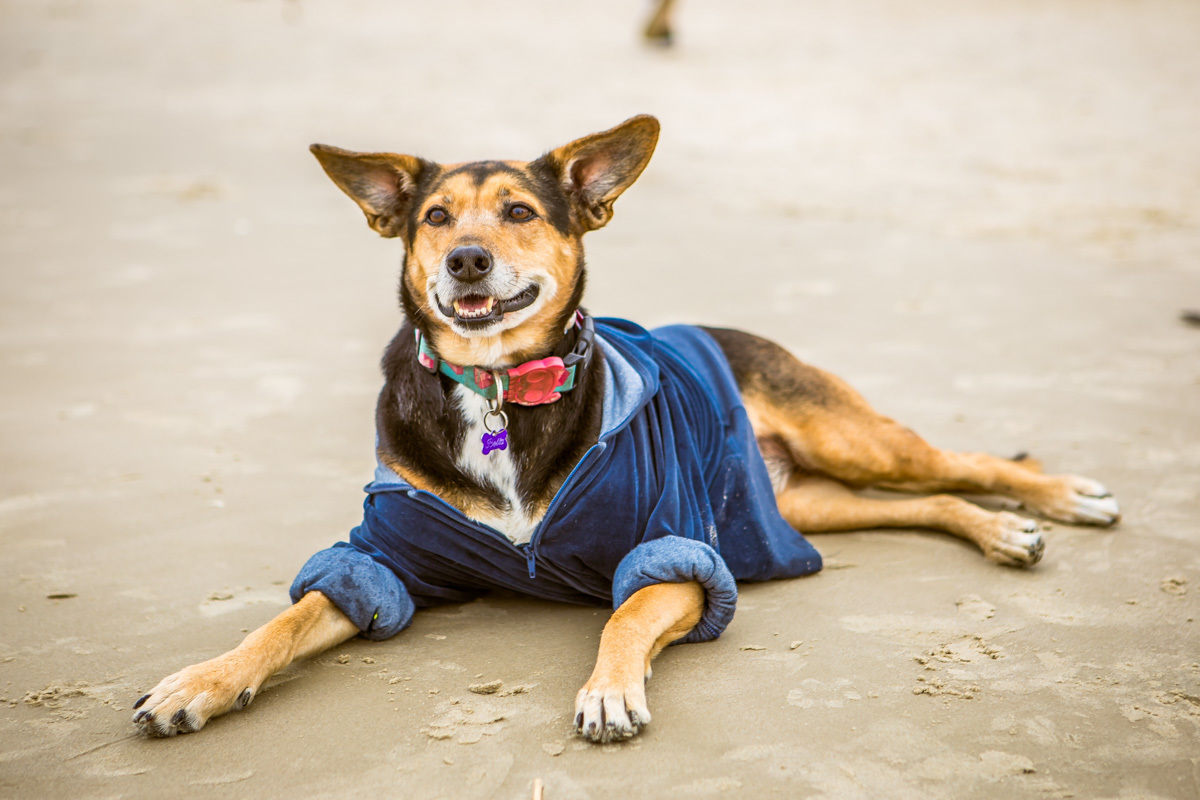 Cachorra deitada na areia da praia
