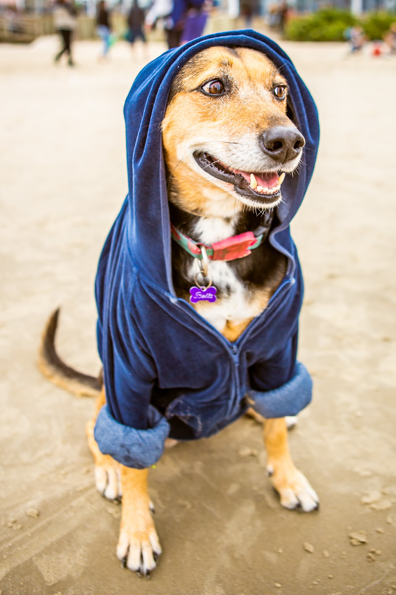 Cachorra Bella de moletom na praia
