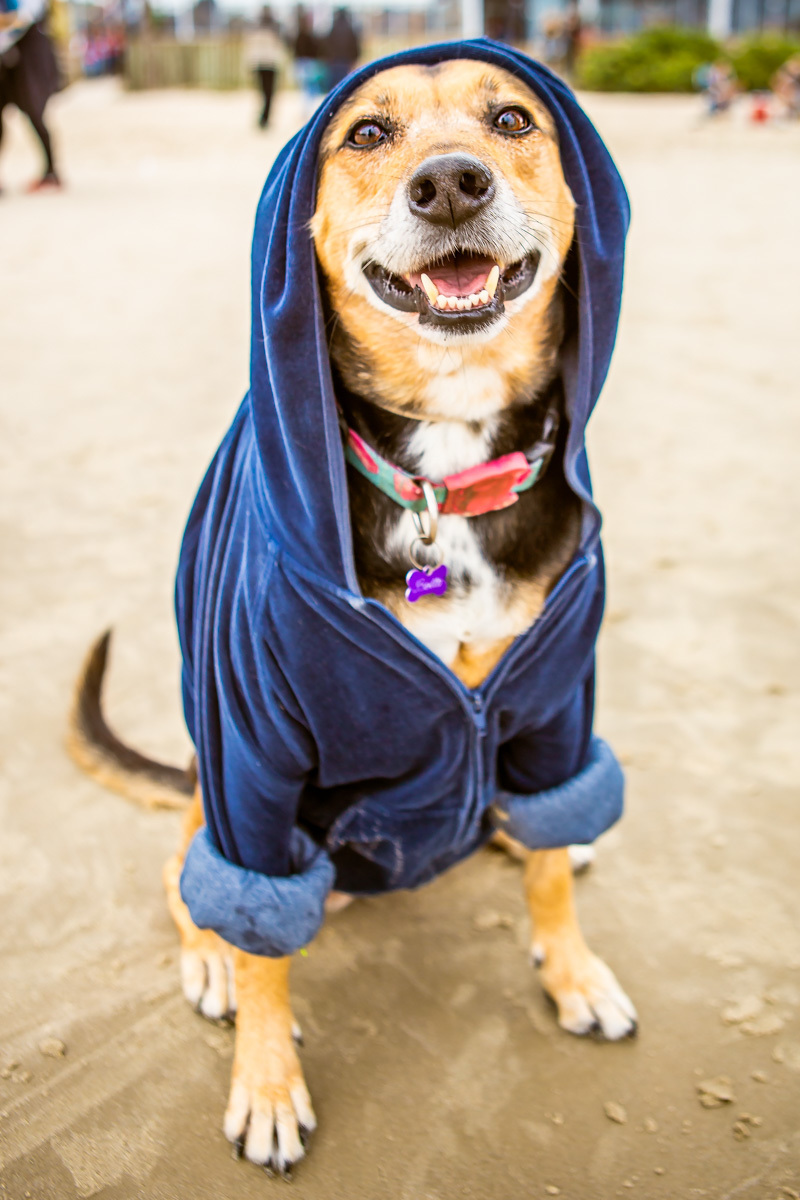 Cachorra Bella de moletom na praia sentada
