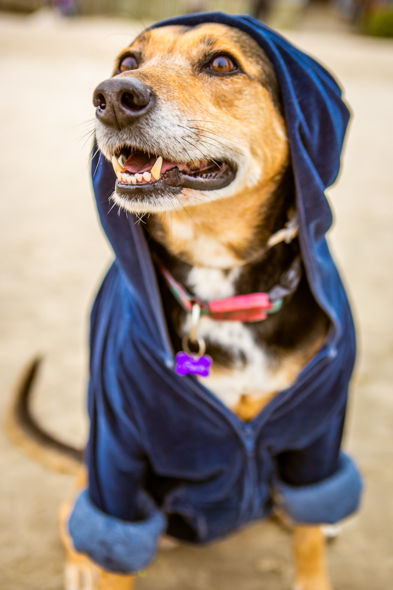 Cachorra Bella de moletom na praia olhando para o lado