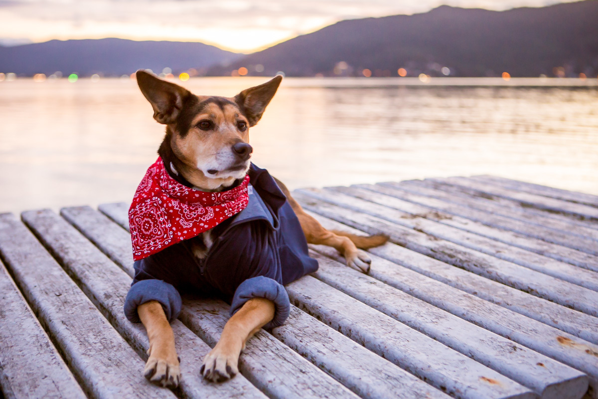 cachorra de bandana deitada no trapiche curtindo o pôr do sol