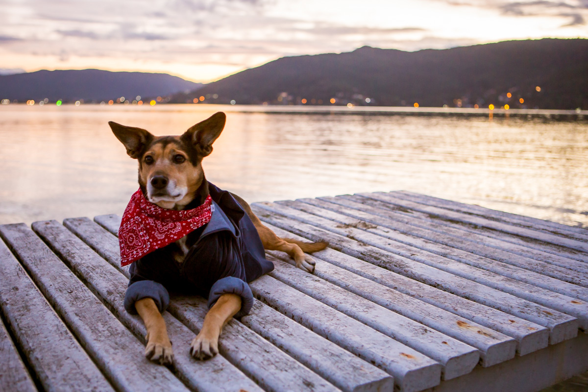 cachorra de bandana e moletom deitada no trapiche curtindo o pôr do sol