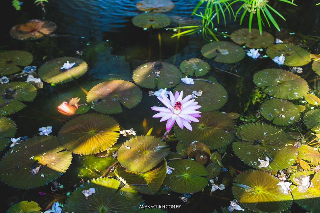 Flor de Lótus no lago