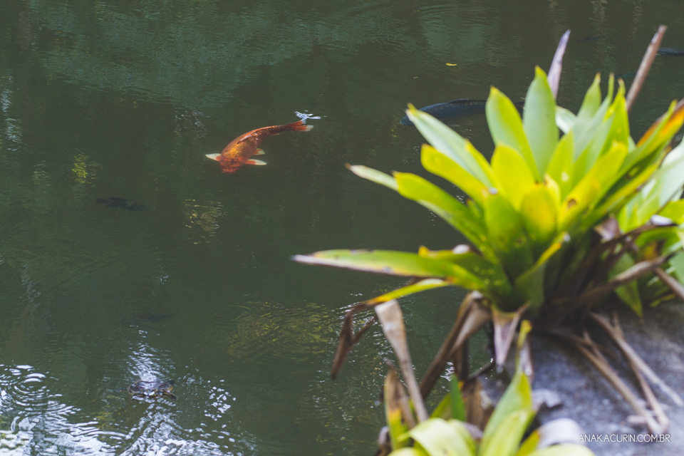 Ensaio de gestante fotografado no Rio de Janeiro