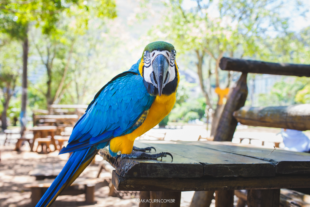 Ensaio gestante Flávia e Fábio na Lagoa Rodrigo de Freitas com Simba cachorro. N foto, uma arara azul.