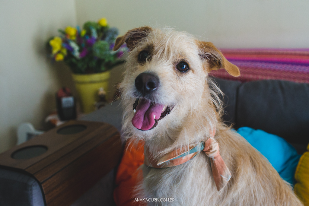 Cachorro pet Simba sentado no sofá