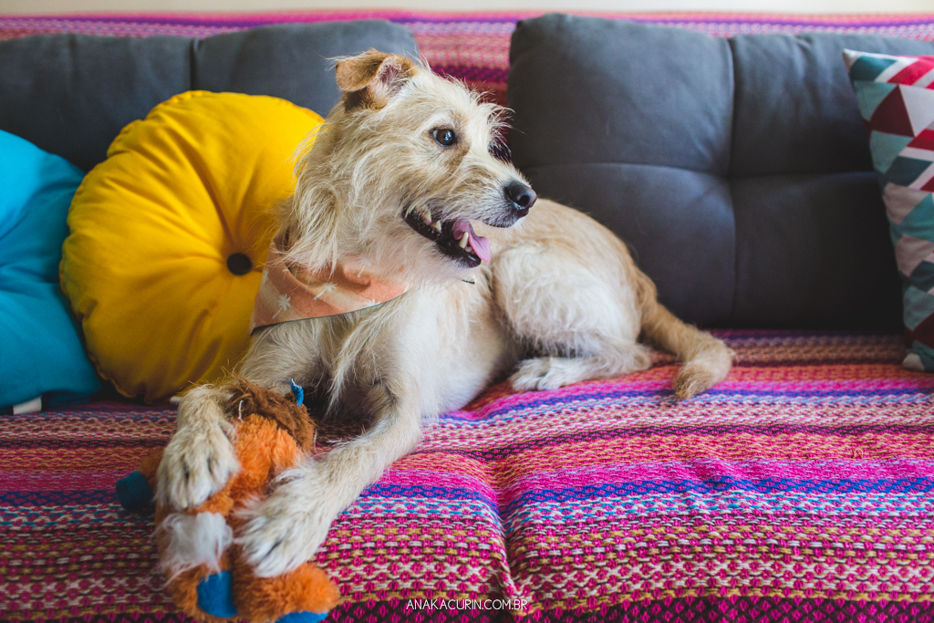 Cachorro pet Simba sentado no sofá brincando com bichinho de pelúcia