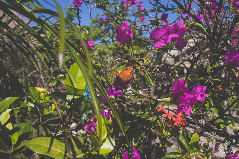 Ensaio de casal fotografado por Ana Kacurin no Parque dos PAtins na Lagoa Rodrigo de Freitas no Rio de Janeiro - RJ.