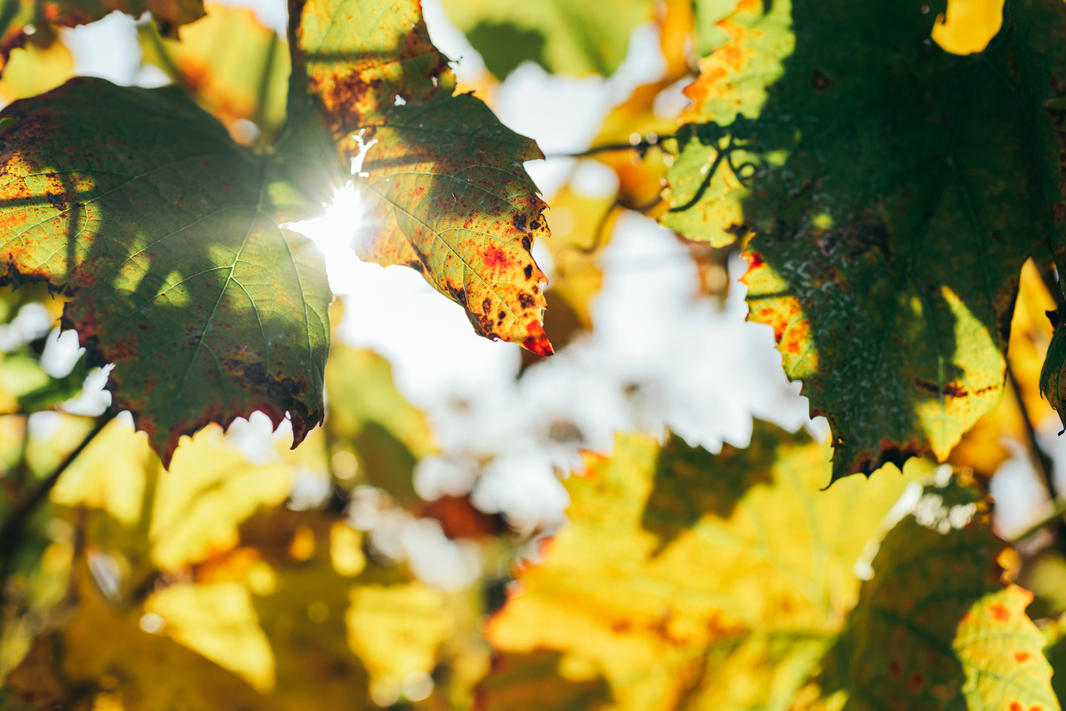 vinicolas do sul vinicola don guerino daniela radavelli fotografia ensaio pré casamento pre wedding na serra gaucha fotografa de casamento 