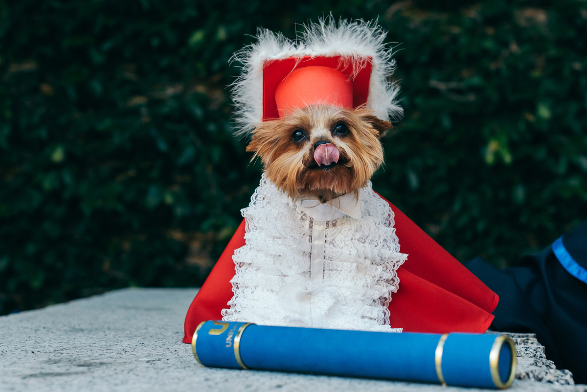ensaio formatura daniela radavelli fotografia fotos de toga fotos de formatura casa valduga vale dos vinhedos ensaio com cachorro doglovers