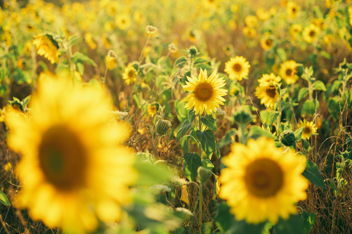 ensaio pré wedding fotografa de casamento na serra gaucha ensaio de casal em Bento fotos de casamento vinícola don giovanni 