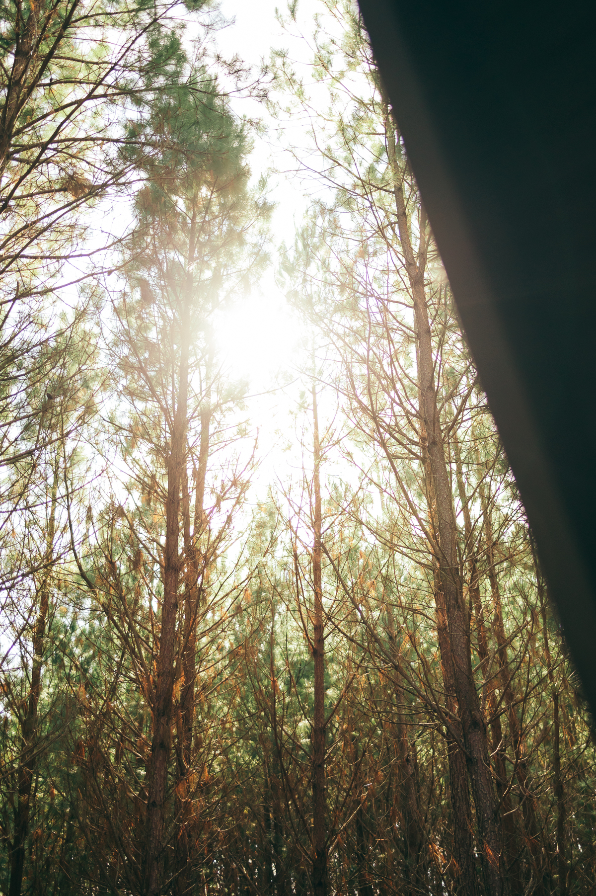 ensaio pre casamento cabana alameda São Francisco de Paula ensaio pre wedding daniela radavelli fotógrafa 