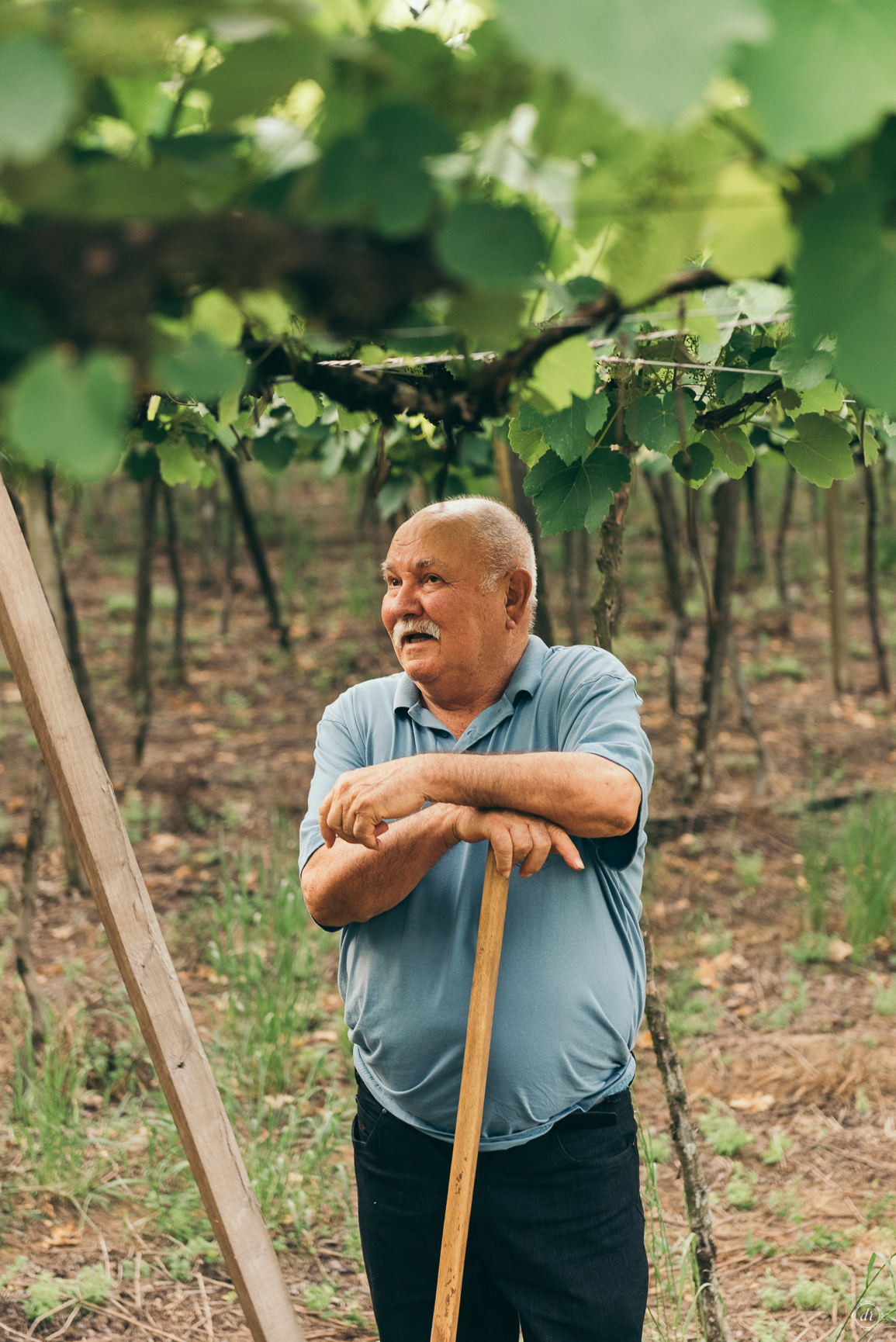 ensaio de família bodas de ouro bodas de casamento daniela radavelli fotografia fotografo garibaldi 