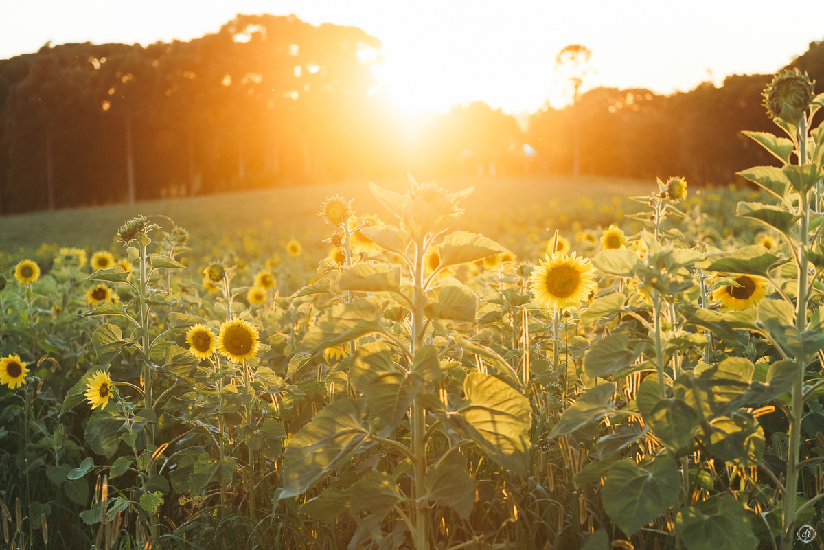 ensaio família ensaio na vinícola do sul vinicola don giovanni ensaio de ferias daniela radavelli fotografia  ensaio com girassol 
