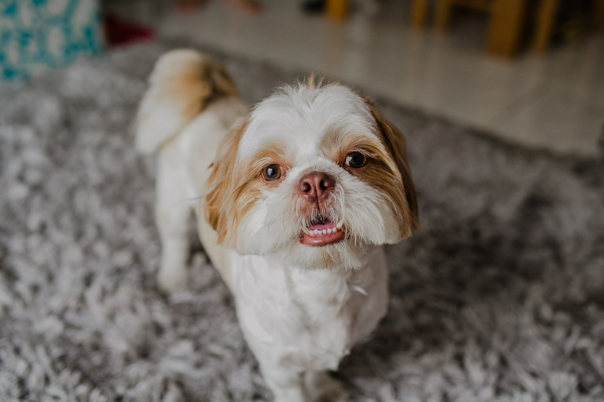 fotografo rio de janeiro rj, fotografia de familia, natural newborn, lifestyle, acompanhamento