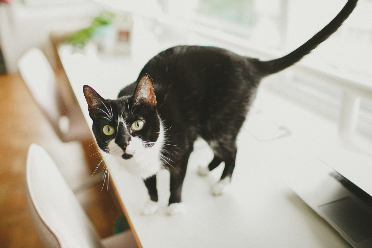 fotografia de familia, gestante, lifestyle, de acompanhamento de bebe, são paulo