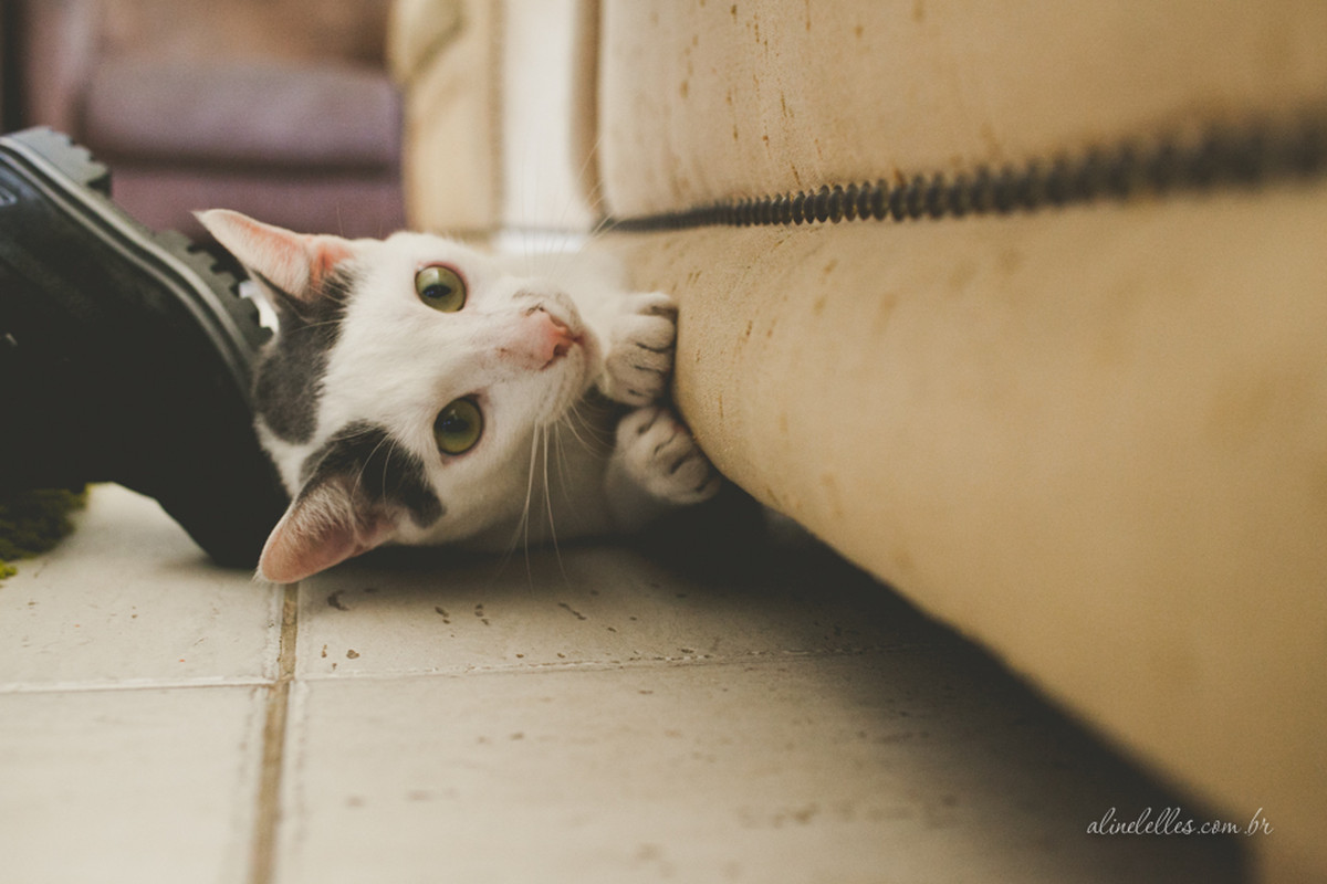 Mais famílias em 2014! | Fotografia de Família Rio de Janeiro