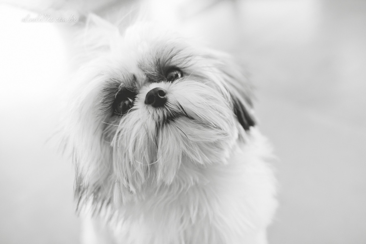 Fotografia Afetiva , Fotografia de Casamento , Making Off Noiva , Making Off Noivo , Festa de Casamento , Fotos Noiva , Fotos Noivo , Bouquet , Decoração de Casamento , Aline Lelles e Rodrigo Wittitz