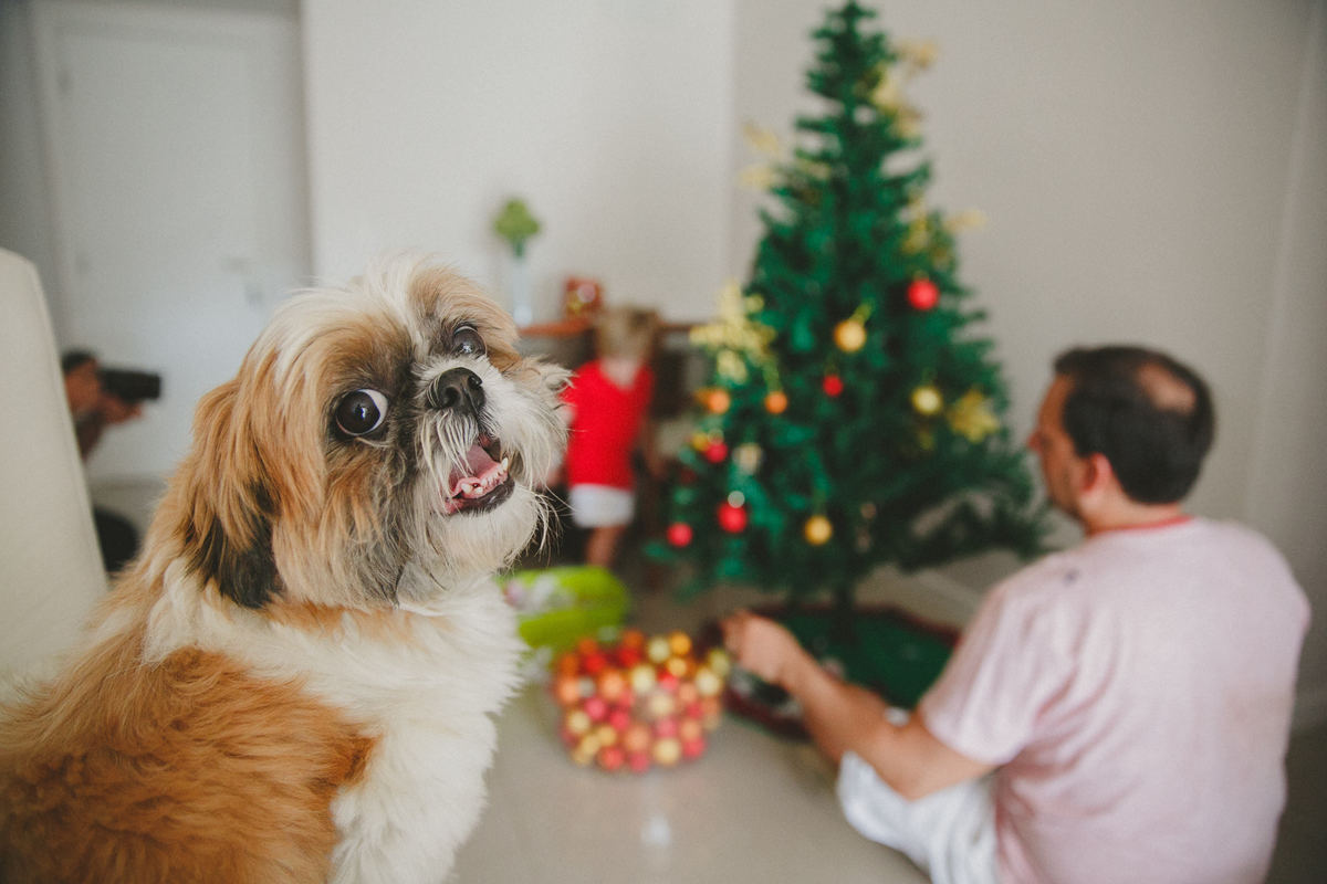 ensaio de natal rj, sessão fotográfica de natal, fotografia de familia rio de janeiro rj, fotografo de familia rj, aline lelles  fotografia afetiva, ensaio fotográfico de natal rio de janeiro rj, ensaio de familia rj