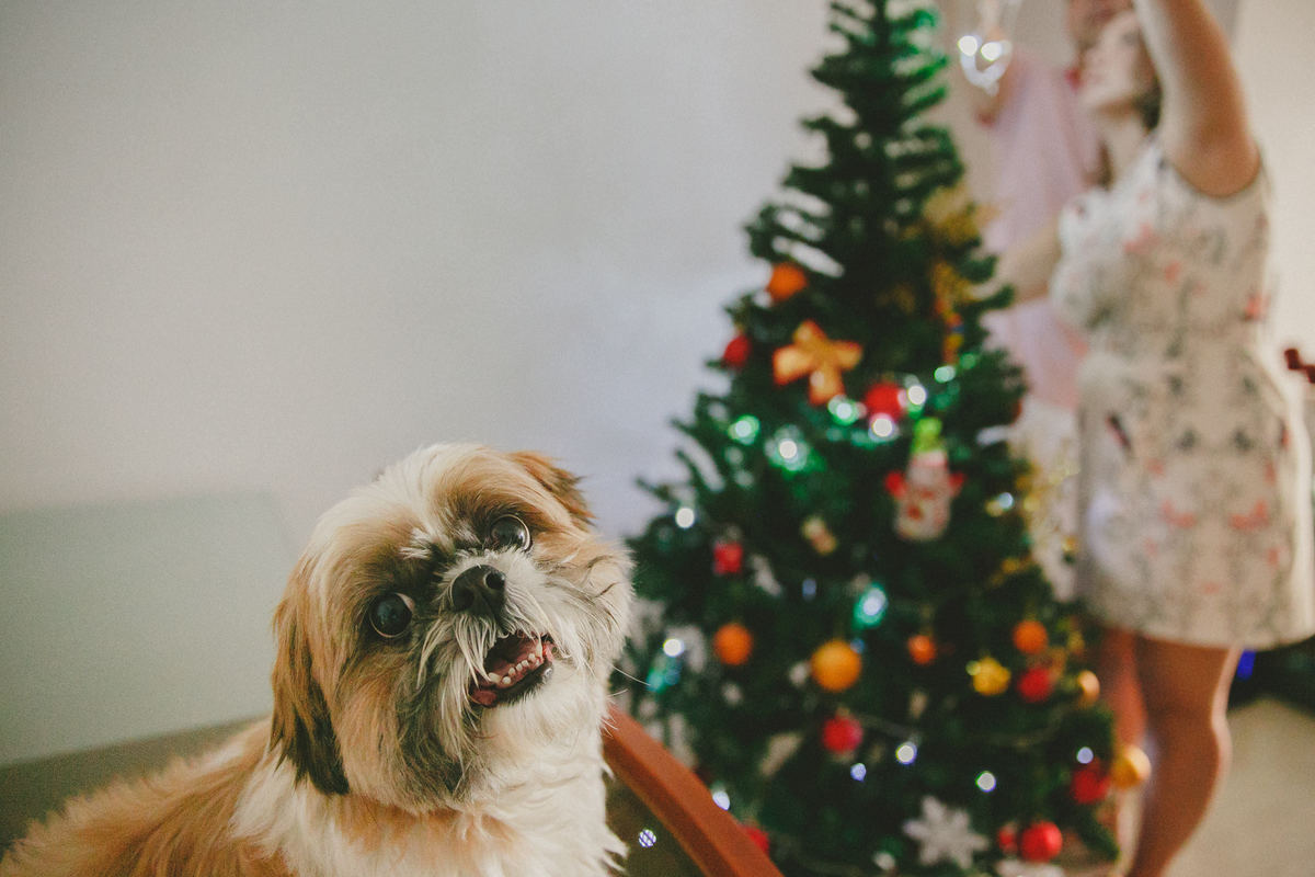 ensaio de natal rj, sessão fotográfica de natal, fotografia de familia rio de janeiro rj, fotografo de familia rj, aline lelles  fotografia afetiva, ensaio fotográfico de natal rio de janeiro rj, ensaio de familia rj