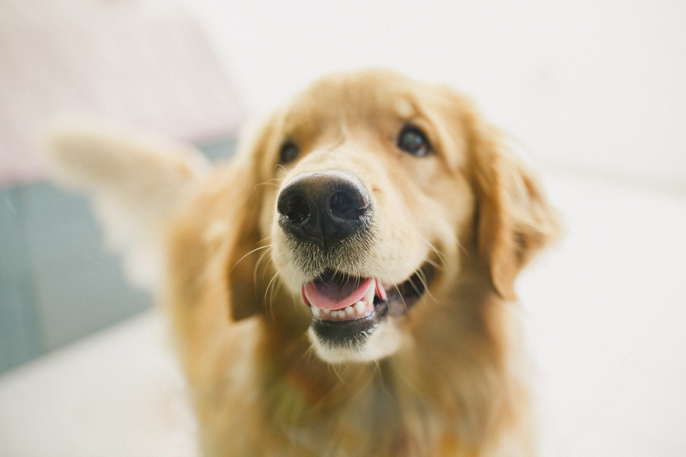 Fotografia Afetiva Aline Lelles e Rodrigo Wittitz , FotoPets Ensaio de Pets , Fotografia de Animais , Ensaio de Fam&iacute;lia , Fotografia de Fam&iacute;lia