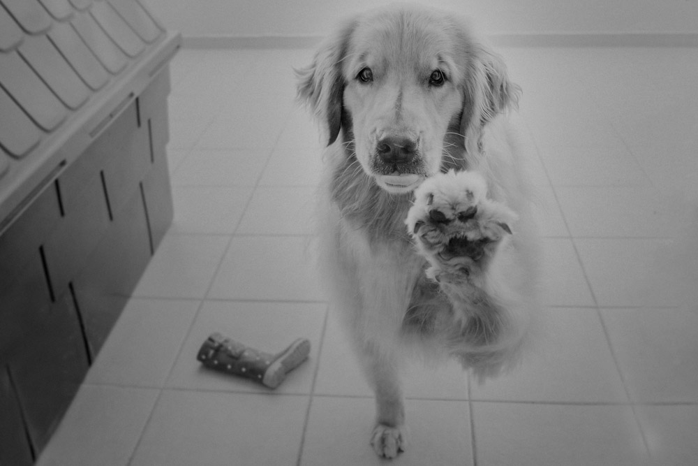Fotografia Afetiva Aline Lelles e Rodrigo Wittitz , FotoPets Ensaio de Pets , Fotografia de Animais , Ensaio de Fam&iacute;lia , Fotografia de Fam&iacute;lia
