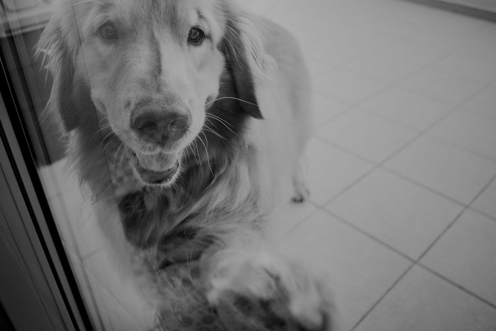 Fotografia Afetiva Aline Lelles e Rodrigo Wittitz , FotoPets Ensaio de Pets , Fotografia de Animais , Ensaio de Fam&iacute;lia , Fotografia de Fam&iacute;lia