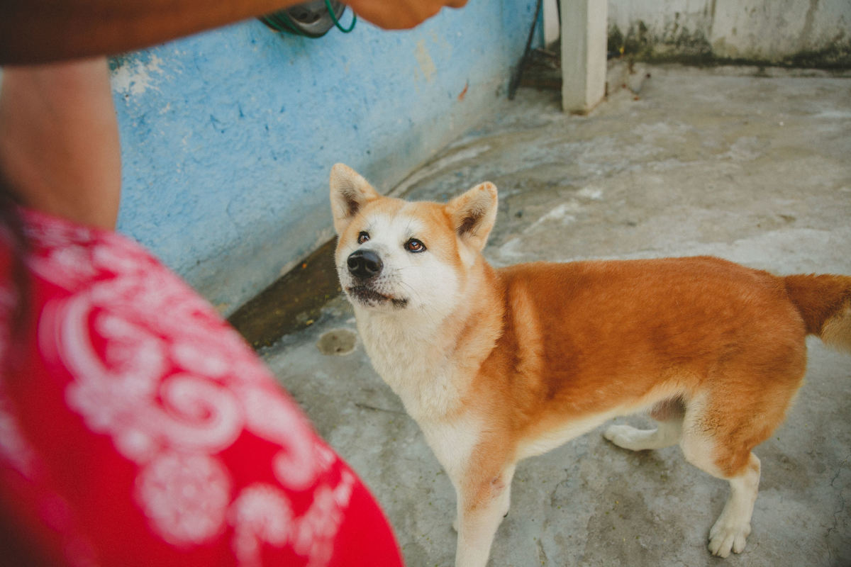 fotografia afetiva, ensaio de familia, ensaio pet, rio de janeiro, ensaio no flamengo, ensaio de gravida, ensaio fotografico no rio de janeiro, como escolher um fotografo, ensaio fotografico, locais para fazer ensaio fotografico rj