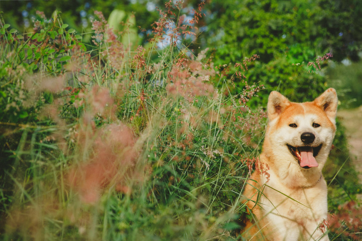 fotografia afetiva, ensaio de familia, ensaio pet, rio de janeiro, ensaio fotografico nova iguacu, ensaio fotografico no rio de janeiro, como escolher um fotografo, ensaio fotografico, locais para fazer ensaio fotografico na baixada fluminense