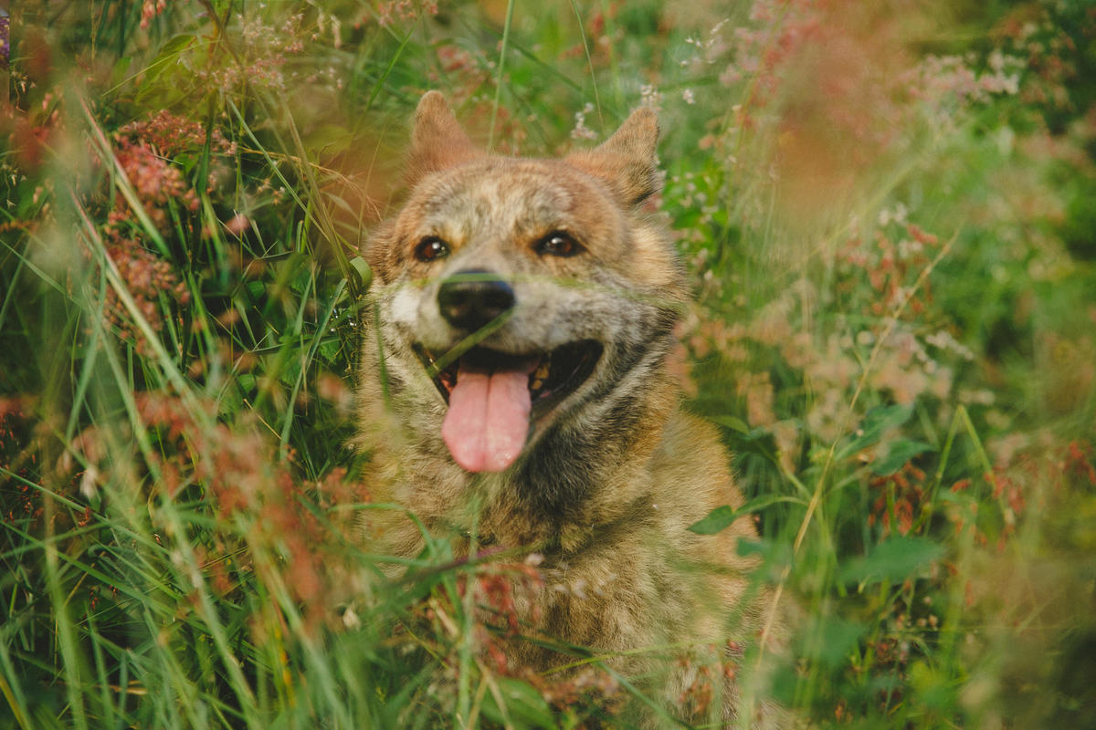 fotografia afetiva, ensaio de familia, ensaio pet, rio de janeiro, ensaio fotografico nova iguacu, ensaio fotografico no rio de janeiro, como escolher um fotografo, ensaio fotografico, locais para fazer ensaio fotografico nova iguacu