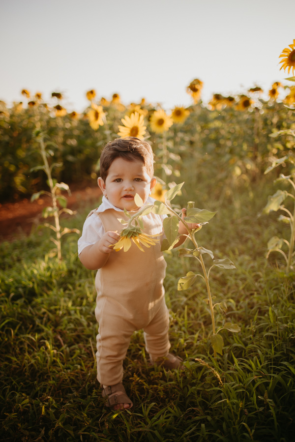 ensaio familia 2 aninhos, ensaio familia no girassol,  fotos de familia no girassol., campo de girasol em campo grande, ensaio bebe 2 aninhos no girassol, fotografo em campo grande; fotos de familia em campo grande; ensaio de gravida em campo grande