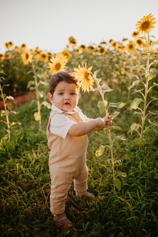ensaio familia 2 aninhos, ensaio familia no girassol,  fotos de familia no girassol., campo de girasol em campo grande, ensaio bebe 2 aninhos no girassol, fotografo em campo grande; fotos de familia em campo grande; ensaio de gravida em campo grande