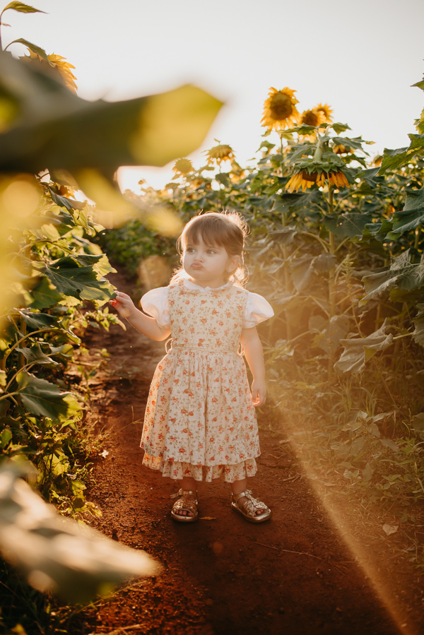 ensaio familia 2 aninhos, ensaio familia no girassol,  fotos de familia no girassol., campo de girasol em campo grande, ensaio bebe 2 aninhos no girassol, fotografo em campo grande; fotos de familia em campo grande; ensaio de gravida em campo grande