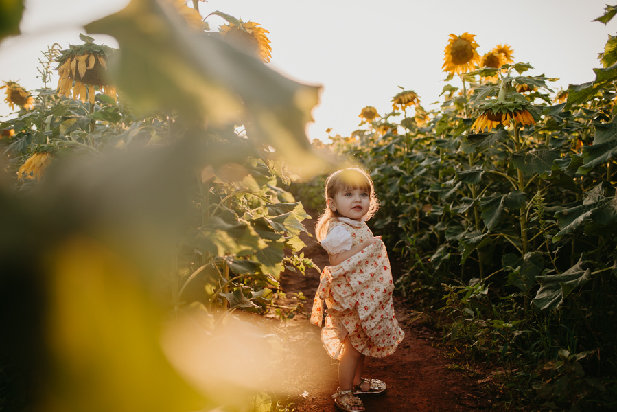 ensaio familia 2 aninhos, ensaio familia no girassol,  fotos de familia no girassol., campo de girasol em campo grande, ensaio bebe 2 aninhos no girassol, fotografo em campo grande; fotos de familia em campo grande; ensaio de gravida em campo grande