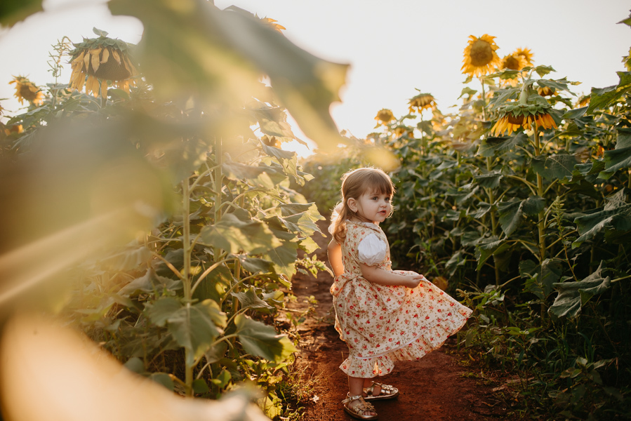 ensaio familia 2 aninhos, ensaio familia no girassol,  fotos de familia no girassol., campo de girasol em campo grande, ensaio bebe 2 aninhos no girassol, fotografo em campo grande; fotos de familia em campo grande; ensaio de gravida em campo grande