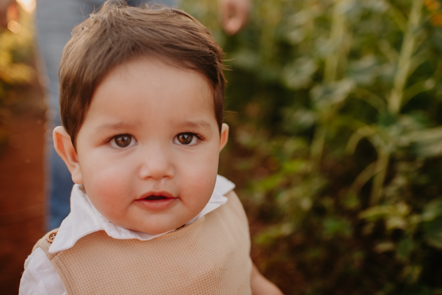 ensaio familia 2 aninhos, ensaio familia no girassol,  fotos de familia no girassol., campo de girasol em campo grande, ensaio bebe 2 aninhos no girassol, fotografo em campo grande; fotos de familia em campo grande; ensaio de gravida em campo grande