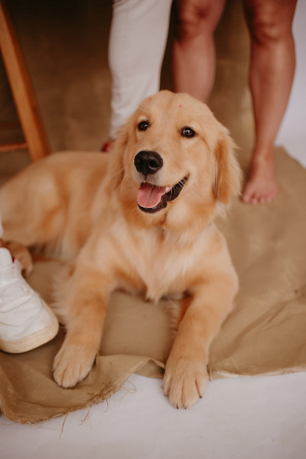 ensaio de gestante; fotos de gravida estudio ; estudio de fotos em campo grande; fotos fran duailibi; fotografa campo grande; fotografo de gestante; ensaio gravida; ensaio criativo gestante; fotos de gravida; gestante com pet; ensaio gravida com cachorro