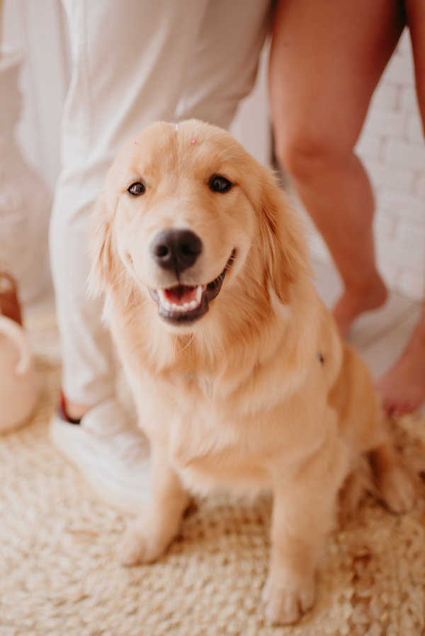 ensaio de gestante; fotos de gravida estudio ; estudio de fotos em campo grande; fotos fran duailibi; fotografa campo grande; fotografo de gestante; ensaio gravida; ensaio criativo gestante; fotos de gravida; gestante com pet; ensaio gravida com cachorro