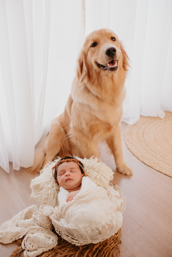sessao newborn; newborn; campo grande; fotos fran duailibi; mae de menina; mae de menino; pai de menina; pai de menino newborn; ensaio newborn; fotos de recem nascido campo grande; fotografo em campo grande; recem nascido, newborn com cachorro, golden bb
