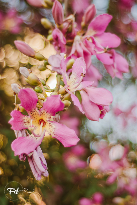 ensaio de acompanhamento de bebe; ensaio fotografico campo grande ; fotografo em campo grande; franciele duailibi photography; acompanhamento campo grande ; ensaio lifestyle campo grande;  fotografo de bebe campo grande ; franciele duailibi;