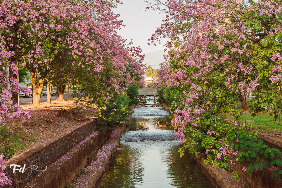 ensaio de acompanhamento de bebe; ensaio fotografico campo grande ; fotografo em campo grande; franciele duailibi photography; acompanhamento campo grande ; ensaio lifestyle campo grande;  fotografo de bebe campo grande ; franciele duailibi;