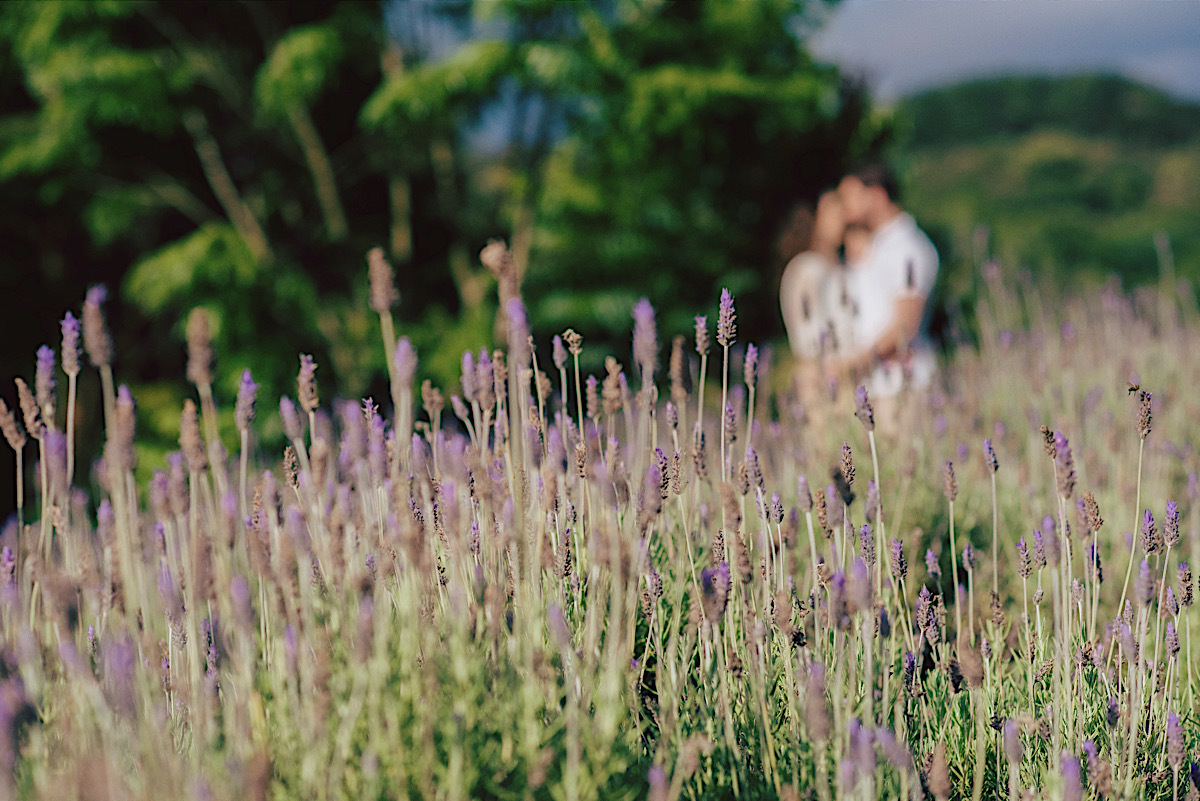 vini - andressa - pre casamento - lavandario - trigo - plantacao - sao bento do sul - chroma fotografia