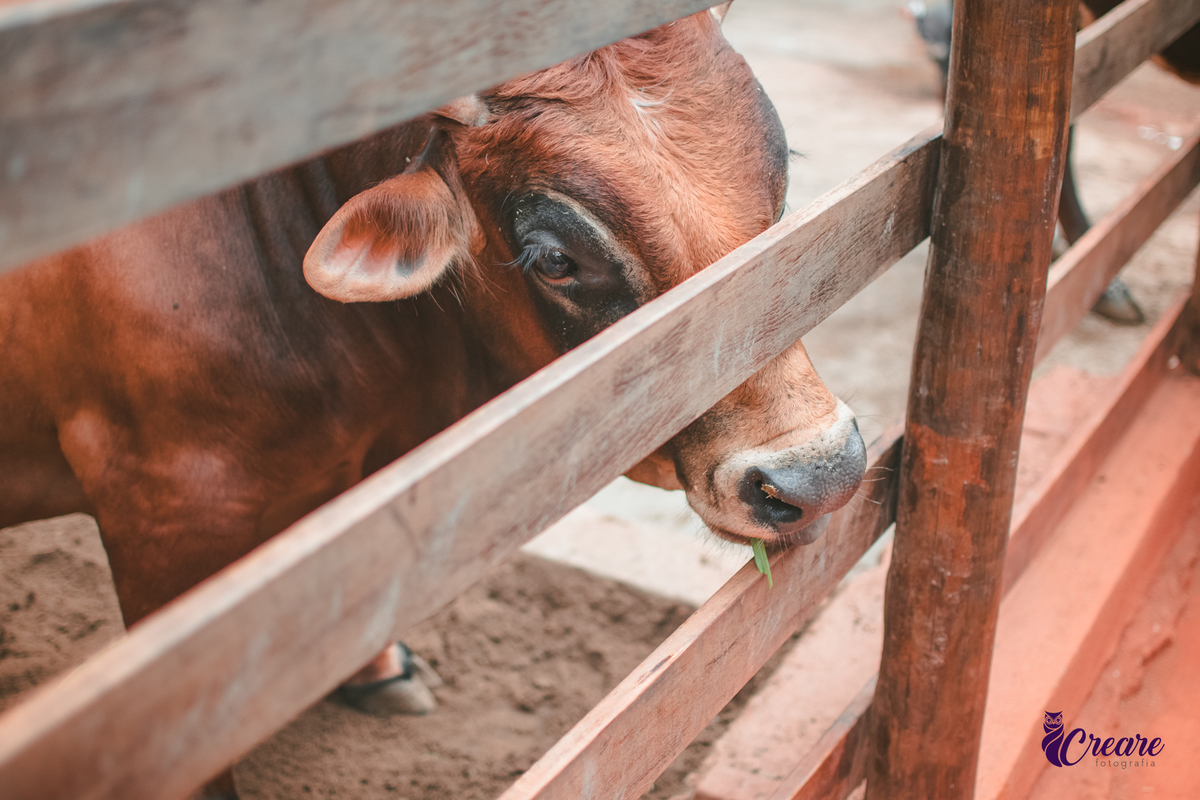fotografia de aniversário de 2 anos de menina na Fazendinha Estação Natureza, no Ipiranga em São Paulo. Fotógrafo de aniversário infantil.  Decoração tema fazendinha.