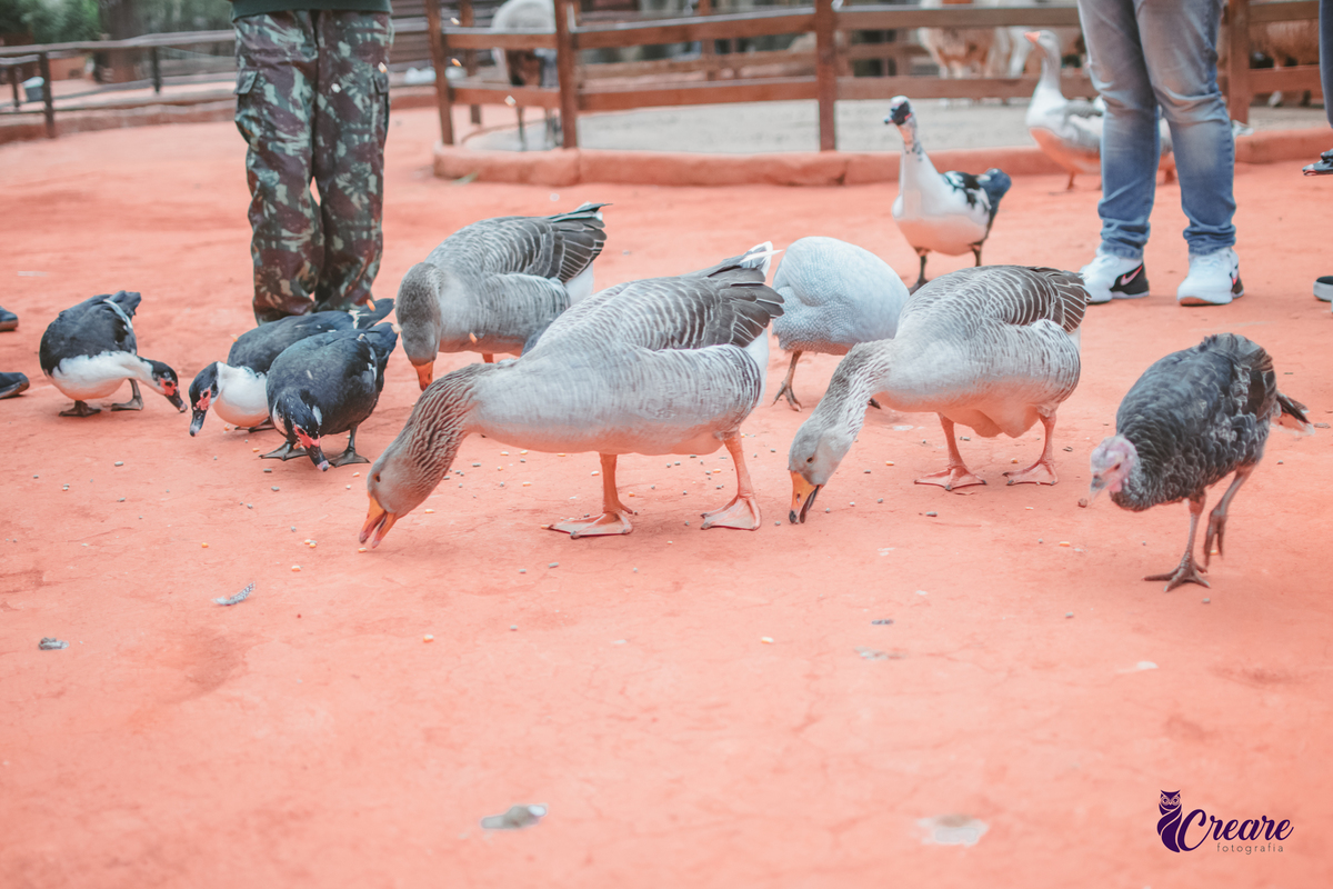 fotografia de aniversário de 2 anos de menina na Fazendinha Estação Natureza, no Ipiranga em São Paulo. Fotógrafo de aniversário infantil.  Decoração tema fazendinha.