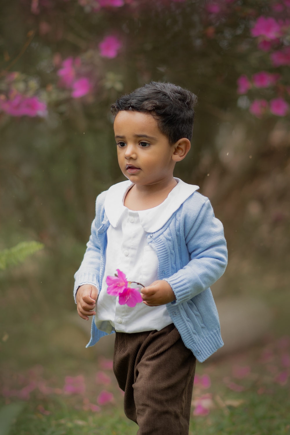 Um menino segurando uma flor rosa, durante seu ensaio fotográfico de 2 anos.