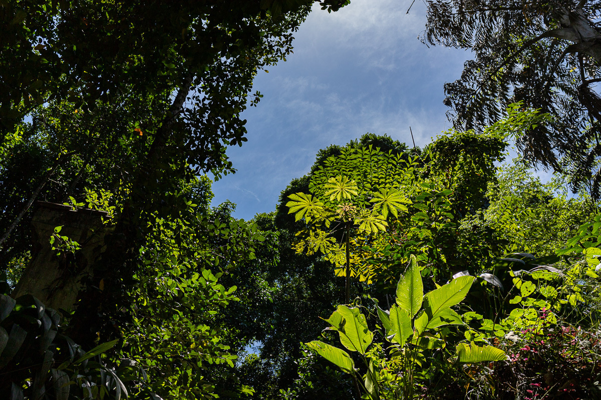 Ensaio externo de gestante/família, Parque Lage, Rio de Janeiro