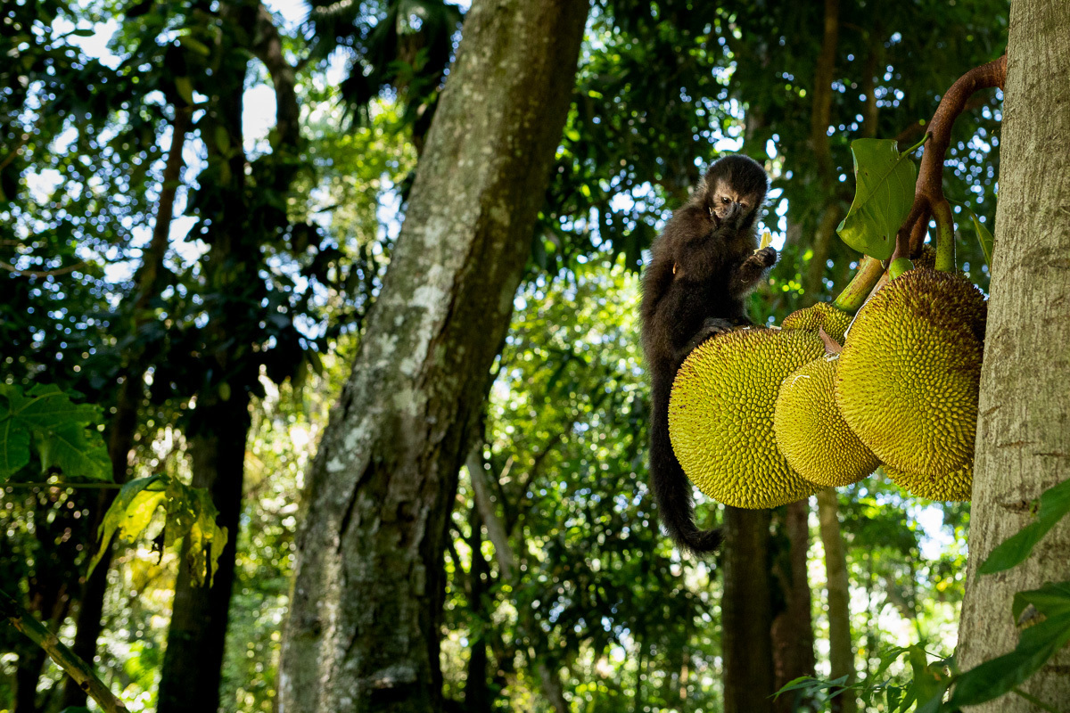 Ensaio externo de gestante/família, Parque Lage, Rio de Janeiro