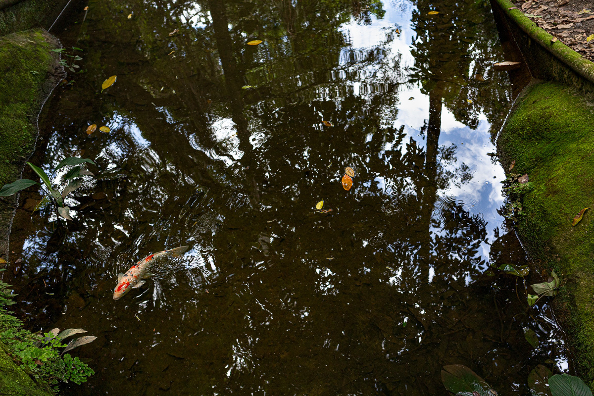 Ensaio externo de gestante/família, Parque Lage, Rio de Janeiro